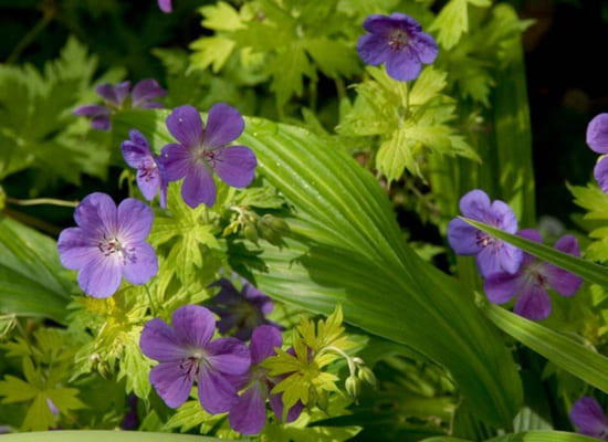 Fleurs violettes 3.jpg